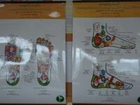 Reflexologie plosky nohy I – pohybového aparátu - 4